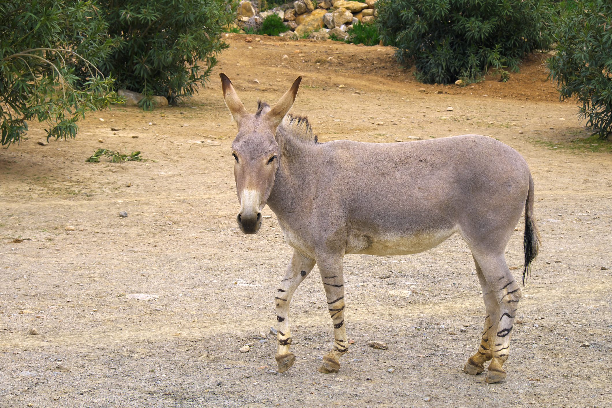 Scopri di più sull'articolo In Inghilterra è nato un puledro di asino selvatico africano: è uno dei mammiferi più rari del Pianeta