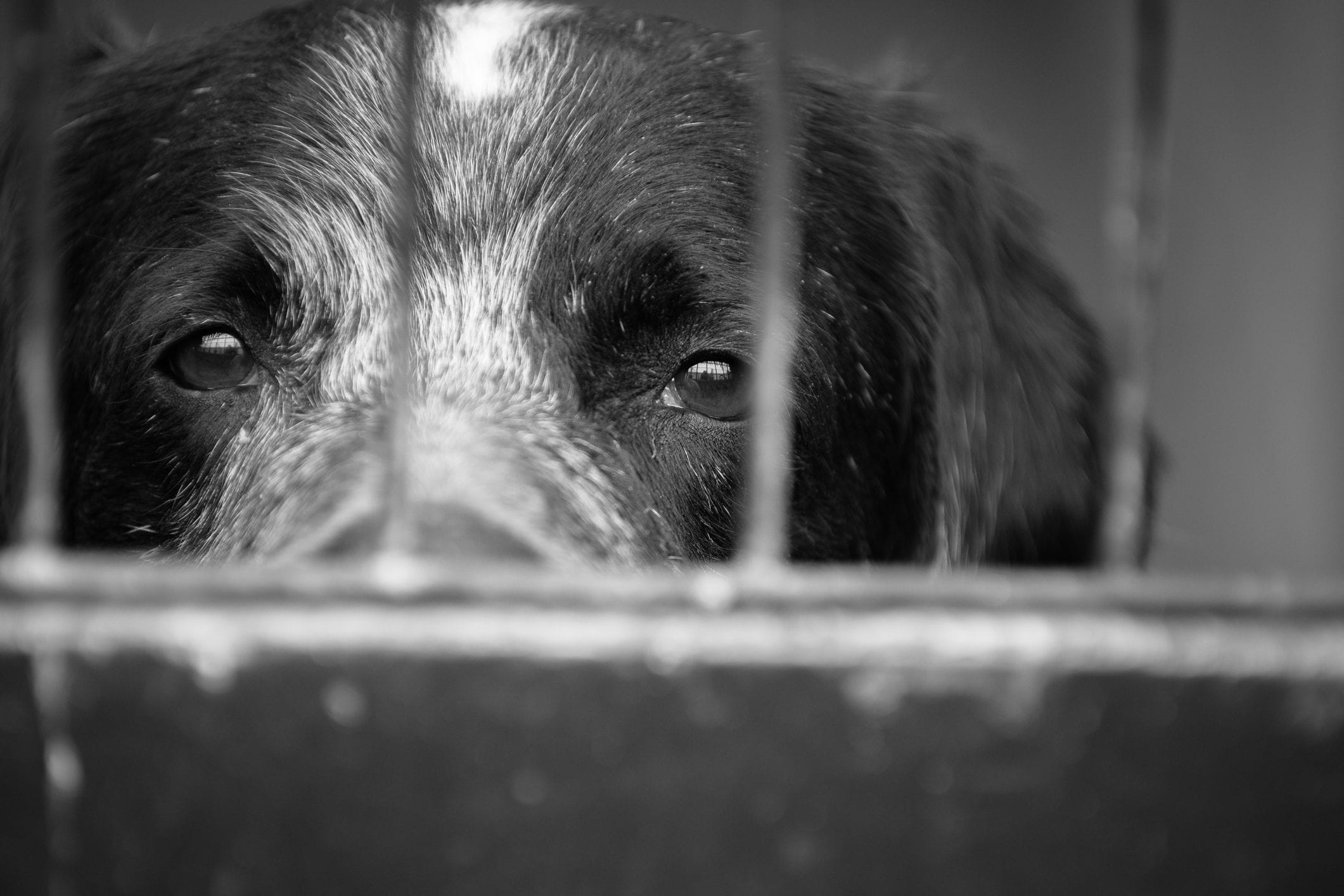 Scopri di più sull'articolo Denunce, violenze e uccisioni: il maltrattamento degli animali in Italia è ancora un’emergenza? Ecco la risposta della LAV