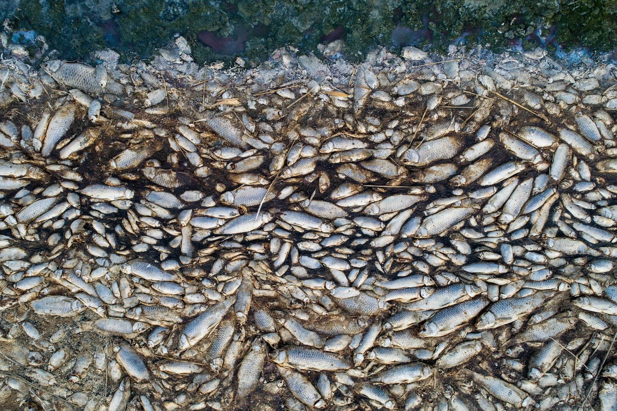 Scopri di più sull'articolo La dinamite per la pesca di massa è una pratica illegale che distrugge la biodiversità, ma molti Paesi la usano ancora