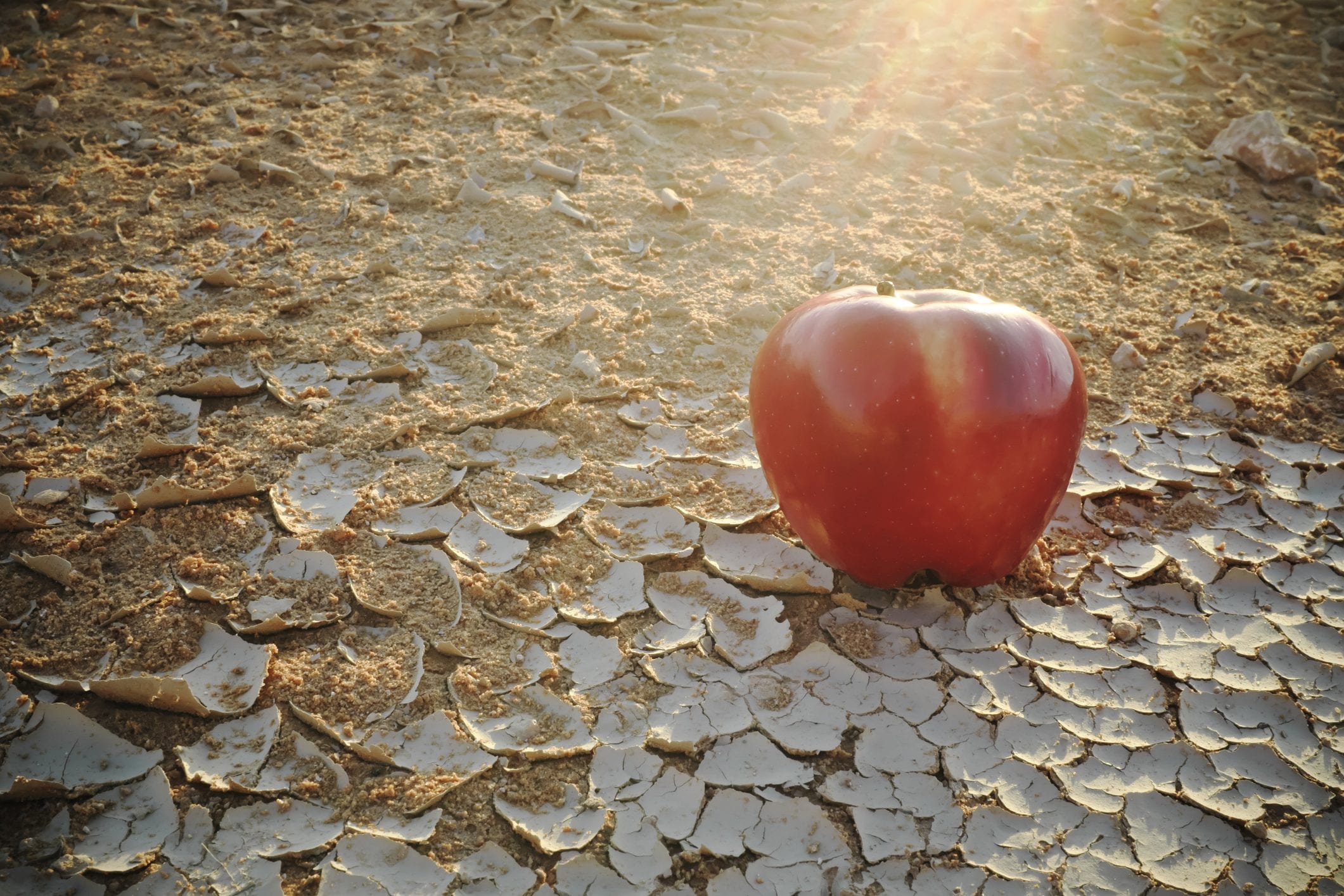Scopri di più sull'articolo Entro il 2050 potrebbe non esserci abbastanza cibo per tutti a causa della crisi climatica