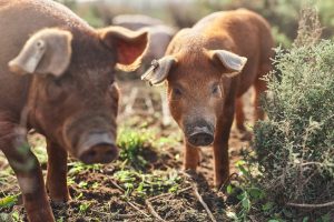 Scopri di più sull'articolo Uccisi i maiali del Santuario Cuori Liberi, l’opposizione degli attivisti non è bastata