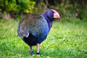 Scopri di più sull'articolo In Nuova Zelanda sta tornando il takahē: l’uccello preistorico blu che sembra un mappamondo