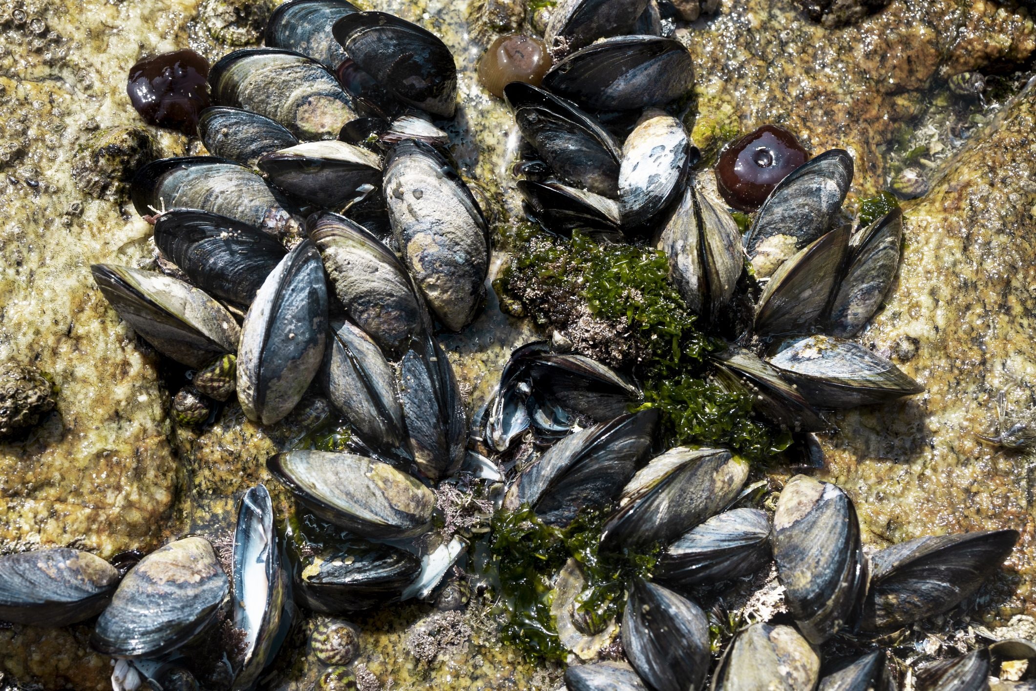 Scopri di più sull'articolo I pannelli isolanti sostenibili prodotti con la barba delle cozze: il bisso
