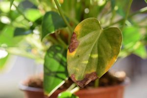 Scopri di più sull'articolo Come curare le piante bruciate dal sole: salva le foglie e previeni ulteriori danni