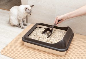 Scopri di più sull'articolo Hai un gatto in casa? Ecco perché la lettiera naturale è la scelta migliore