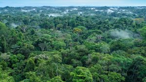 Scopri di più sull'articolo Il cambiamento climatico minaccia la fotosintesi: le foreste tropicali sono a rischio