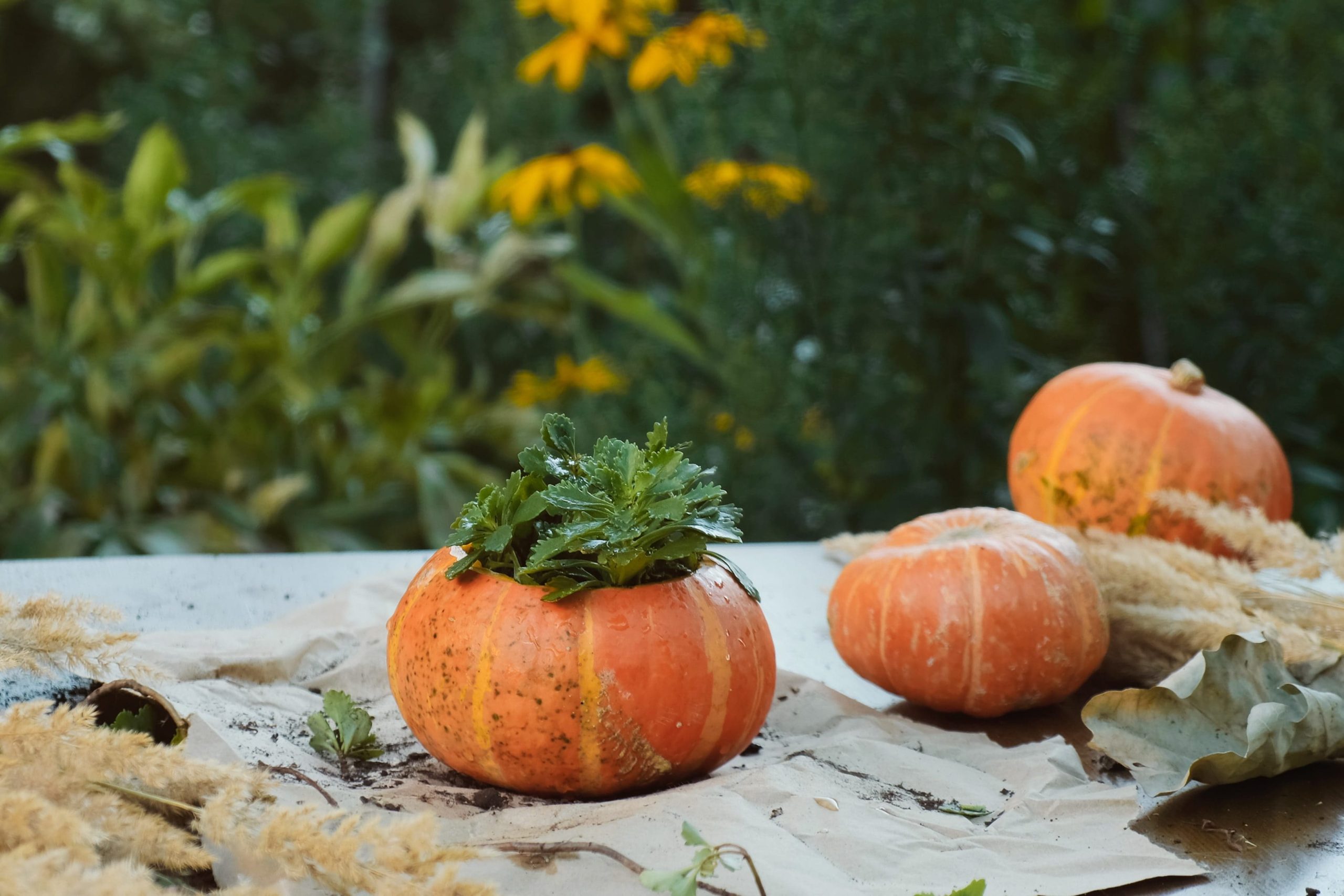 Scopri di più sull'articolo Come usare il guscio della zucca come vaso: un lavoro creativo autunnale anti-spreco