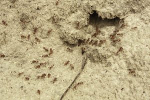 Scopri di più sull'articolo La formica di fuoco è arrivata anche in Italia: perché è una specie aliena e quali danni può creare