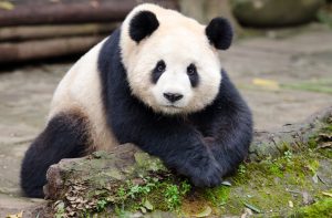 Scopri di più sull'articolo È morta la madre di Po di Kung Fu Panda, l’orso che ispirò il celebre cartone