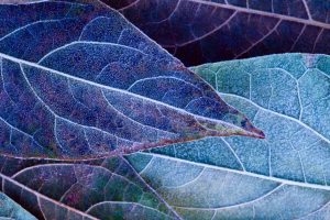 Scopri di più sull'articolo I pannelli solari del futuro si ispirano alle foglie (e alla loro capacità di traspirazione)