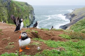 Scopri di più sull'articolo Un gioiello selvaggio al largo della costa gallese: Skomer Island