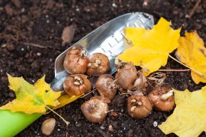 Scopri di più sull'articolo La semina di settembre: cosa piantare nell’orto all’inizio dell’autunno