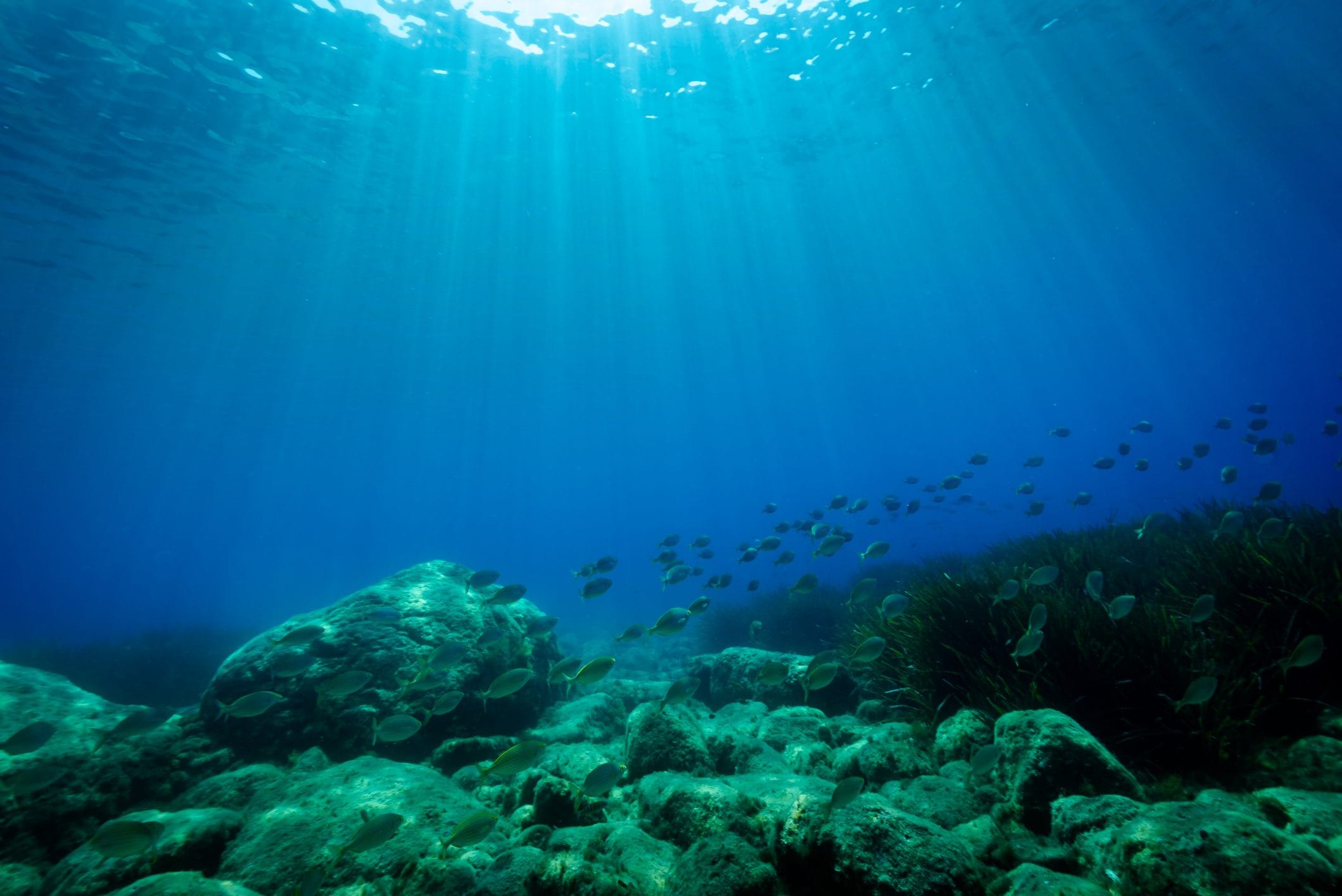 Scopri di più sull'articolo Crescita di coralli da record nel Mar Mediterraneo, ma ci sono ancora molte sfide da affrontare