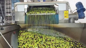 Scopri di più sull'articolo Olio extravergine di oliva più sostenibile in Toscana, a ottobre un bando da 8,3 mln di euro