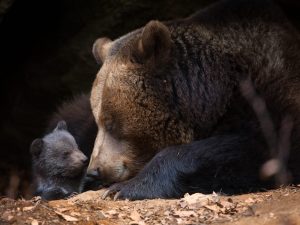 Scopri di più sull'articolo La crisi climatica mette in pericolo gli orsi bruni: 8 cuccioli su 10 morti in Giappone