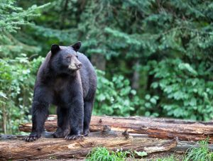 Scopri di più sull'articolo In Canada gli incendi hanno lasciato gli orsi neri senza una casa: ora vagano nelle città evacuate