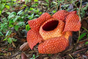 Scopri di più sull'articolo La Rafflesia, il fiore più grande del mondo, rischia di estinguersi: l’allarme degli scienziati