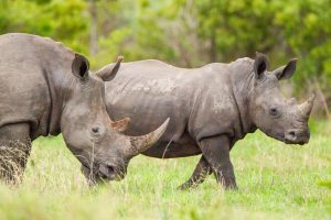 Scopri di più sull'articolo In Africa sono stati liberati duemila rinoceronti bianchi: l’obiettivo è proteggerli dal bracconaggio