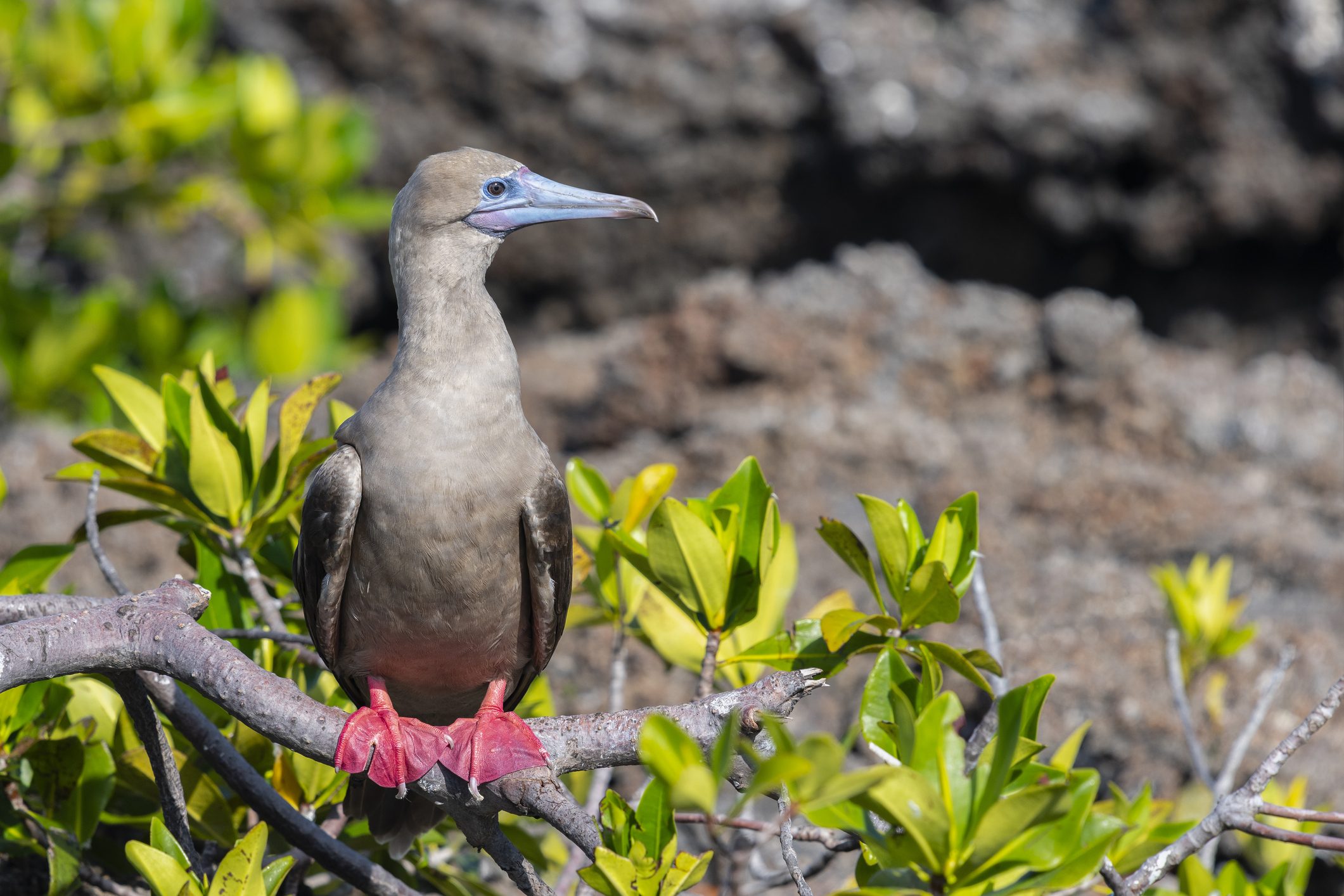Scopri di più sull'articolo Uccelli tropicali avvistati nelle Isole Scilly: un segno dei cambiamenti climatici?