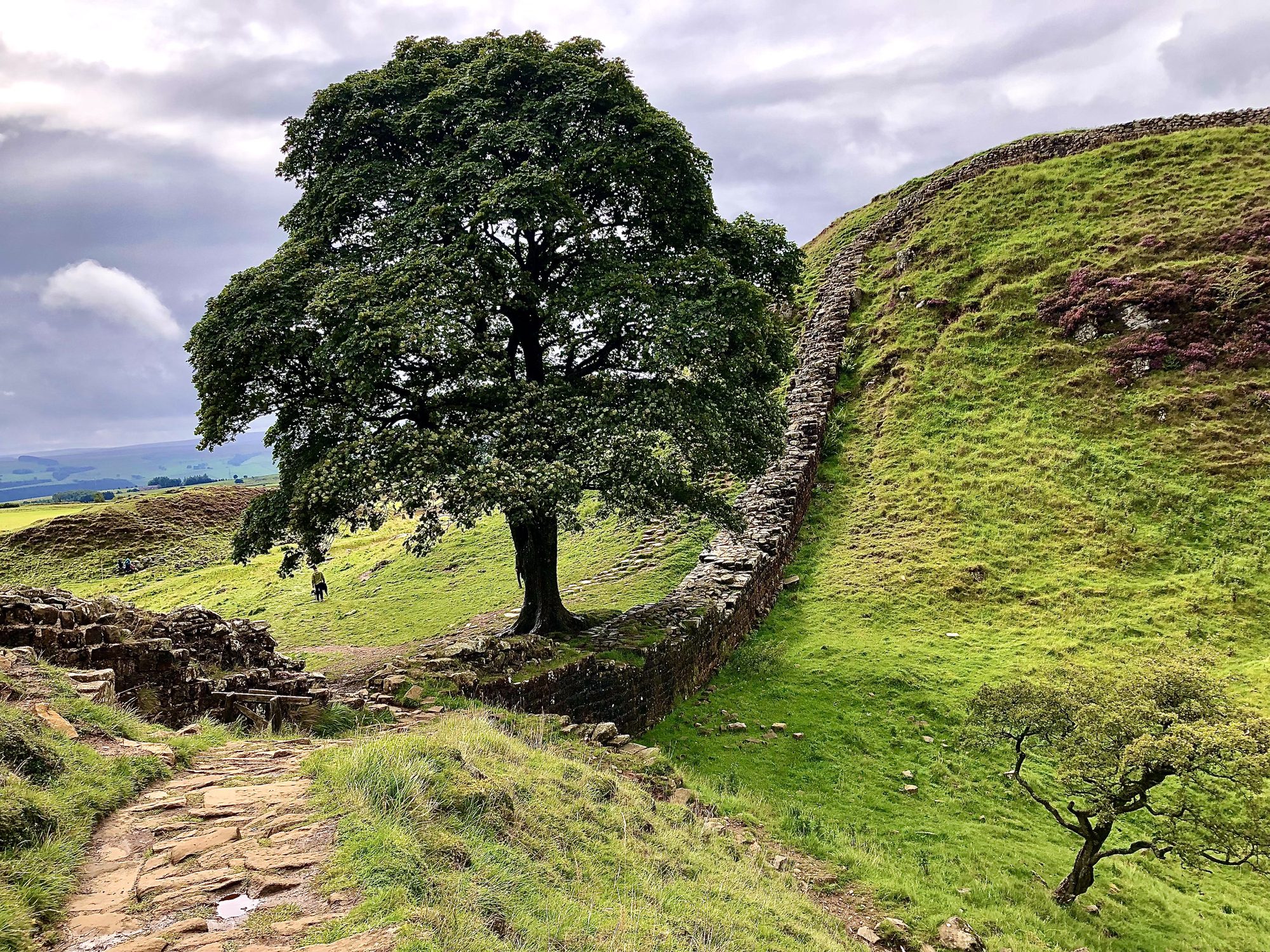 Scopri di più sull'articolo Il Sycamore Gap Tree, l’albero iconico del film “Robin Hood”, è stato abbattuto in un atto vandalico