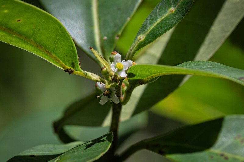 Scopri di più sull'articolo In Brasile riappare un albero ritenuto estinto per quasi due secoli