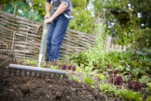 Scopri di più sull'articolo Come fare un orto da zero, dalla preparazione del terreno alla semina