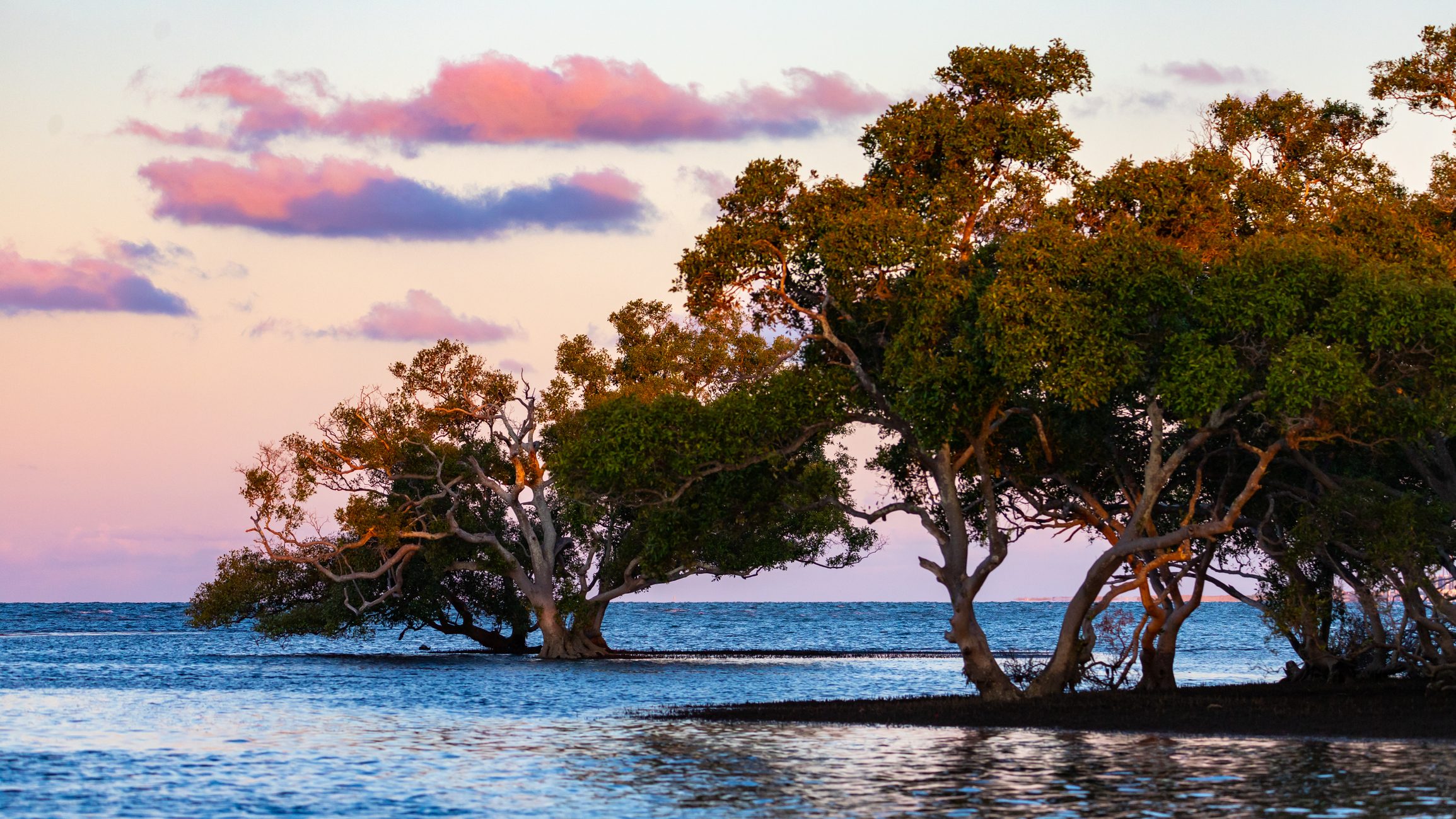 Scopri di più sull'articolo In Australia una palude si è colorata di rosa: perché potrebbe dipendere dalla crisi climatica