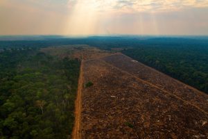 Scopri di più sull'articolo Tra deforestazione, siccità e temperature sopra la media, l’Amazzonia non è mai stata così in pericolo