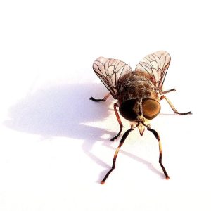 Scopri di più sull'articolo Perché Genova si è riempita di mosche, quali sono le cause di questa invasione?
