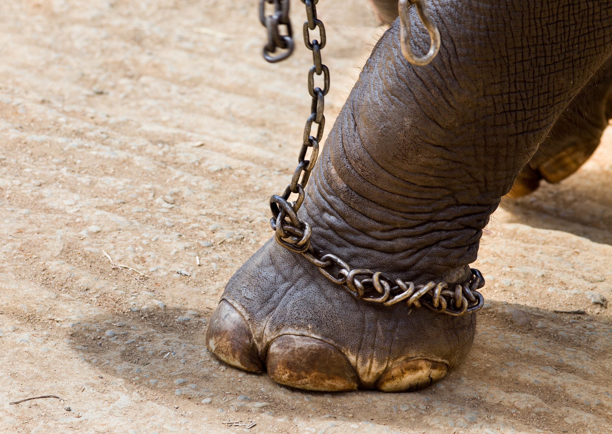 Scopri di più sull'articolo Circo Martin, confermata anche in appello la condanna per maltrattamento. Un’altra vittoria per i diritti degli animali