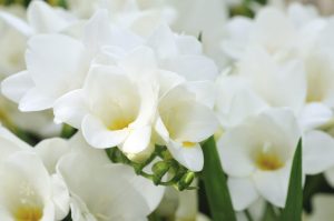 Scopri di più sull'articolo Come coltivare la fresia, il fiore, simbolo di amicizia, dal profumo inebriante