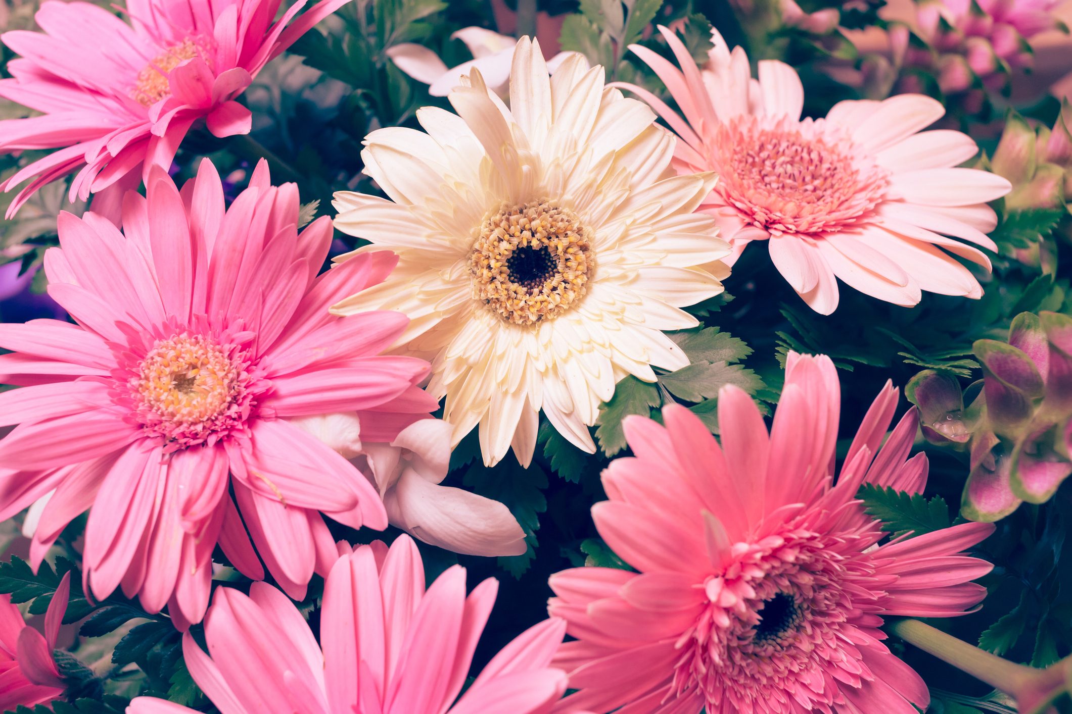 Scopri di più sull'articolo Come coltivare la gerbera in vaso e in giardino