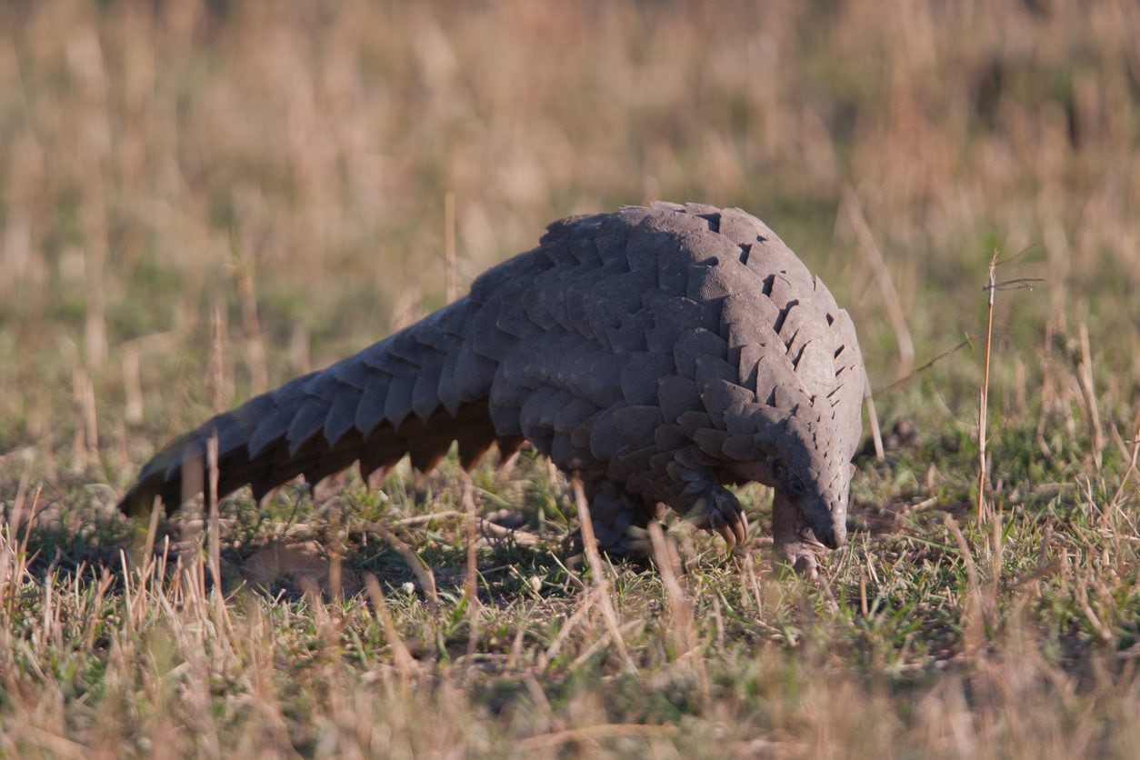 Scopri di più sull'articolo Bruciate in diretta scaglie di pangolino e pelli di coccodrillo: la protesta della Nigeria sulla tratta degli animali