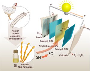 Scopri di più sull'articolo Produrre elettricità pulita con le piume dei polli