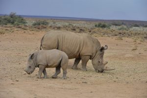 Scopri di più sull'articolo La popolazione di rinoceronti è in crescita, ma non è ancora il momento di abbassare la guardia