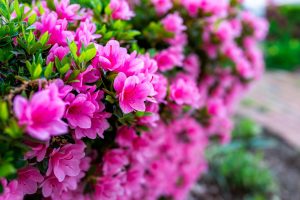 Scopri di più sull'articolo Come coltivare il rododendro, l’arbusto dai fiori a forma di imbuto che fiorisce a primavera