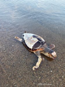 Scopri di più sull'articolo Una tartaruga marina morta sulla spiaggia delle Prade a Portoferraio