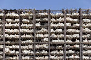 Scopri di più sull'articolo L’Unione europea vuole ritirare il divieto all’uso delle gabbie negli allevamenti intensivi, la denuncia di Essere Animali