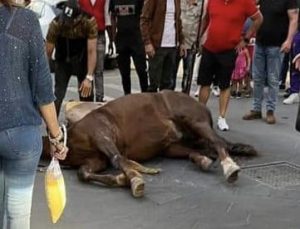 Scopri di più sull'articolo Animali costretti in strada un’abitudine dura a morire: cavalla cade durante un corteo storico vicino Ragusa