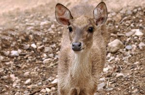 Scopri di più sull'articolo Dopo anni è nato un cucciolo di cervo appartenente a una delle specie più a rischio sul Pianeta
