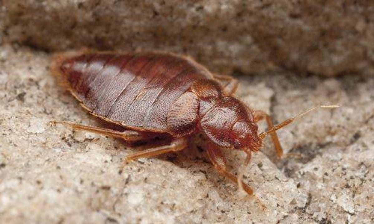 Scopri di più sull'articolo Cimici da letto anche in Italia? Perché la loro presenza non dovrebbe spaventarci in ogni caso