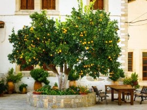 Scopri di più sull'articolo Come coltivare l’albero di arancio in giardino, oppure sul tuo balcone