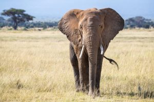 Scopri di più sull'articolo Potrebbe esserci una spiegazione per le centinaia di elefanti morti in Africa nel 2020