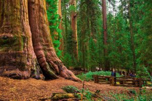 Scopri di più sull'articolo Il maestoso albero del Generale Sherman: ecco dove si trova la più grande sequoia al mondo