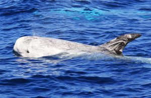 Scopri di più sull'articolo Un gruppo di grampi è stato avvistato nel mare di Ischia: sembravano scomparsi dal 2020