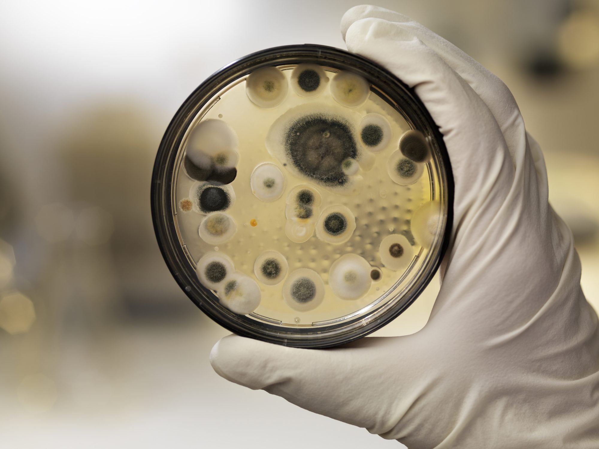 Scopri di più sull'articolo Nel mondo ci sono 2,5 milioni di specie di funghi, ma ne conosciamo solo 155mila