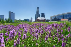 Scopri di più sull'articolo A che punto siamo con la riforestazione urbana a Milano dopo le tempeste di Luglio 2023? La risposta di Forestami