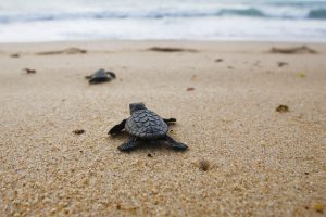 Scopri di più sull'articolo Nel 2023 record di nidi di tartaruga marina nel Mediterraneo: un segnale positivo per la conservazione della specie