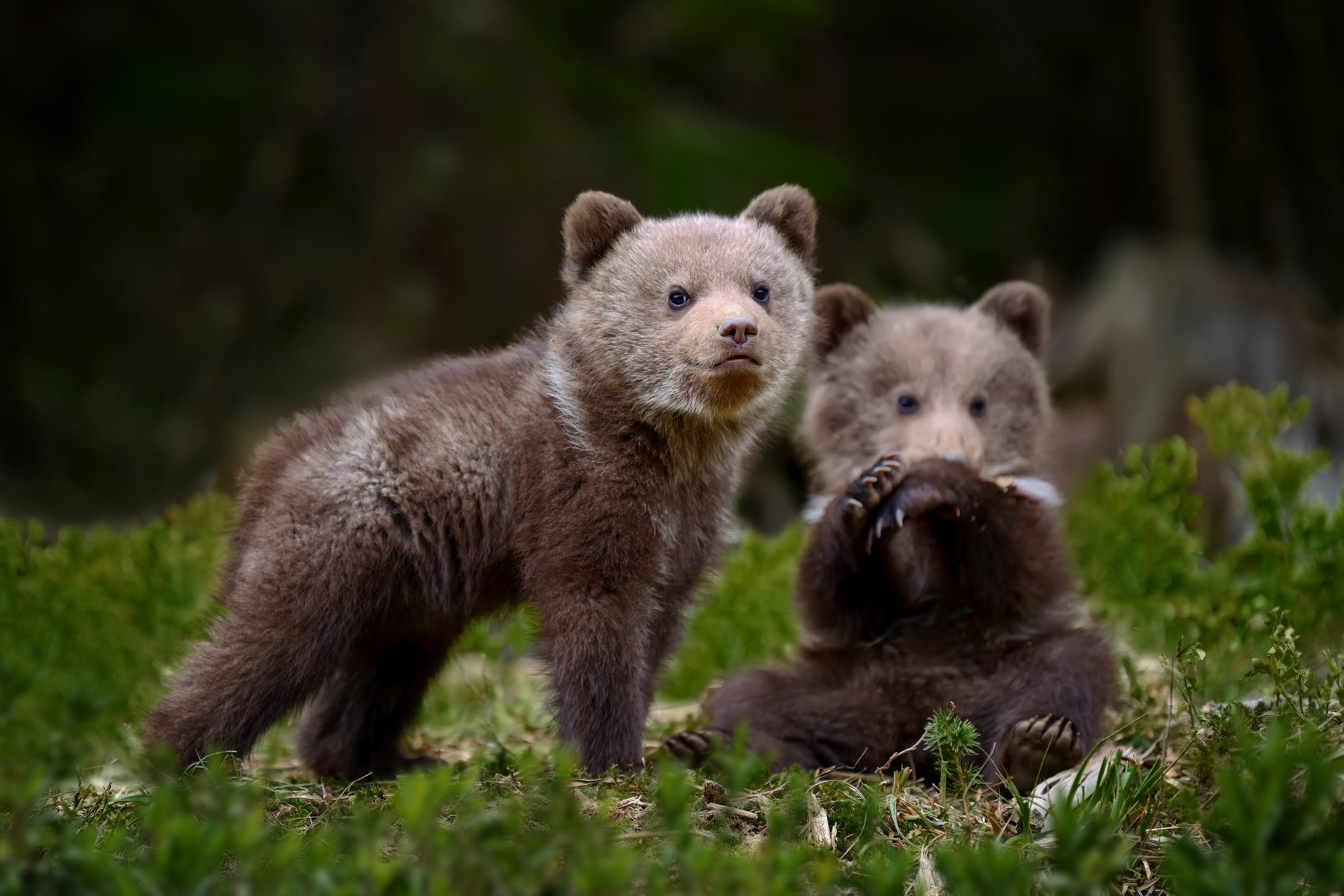 Scopri di più sull'articolo Ecco come stanno crescendo i due cuccioli d’Amarena: un video mostra le loro condizioni