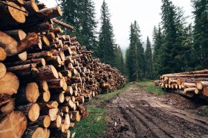 Scopri di più sull'articolo Via libera al decreto Asset: da oggi sarà davvero più facile tagliare gli alberi?